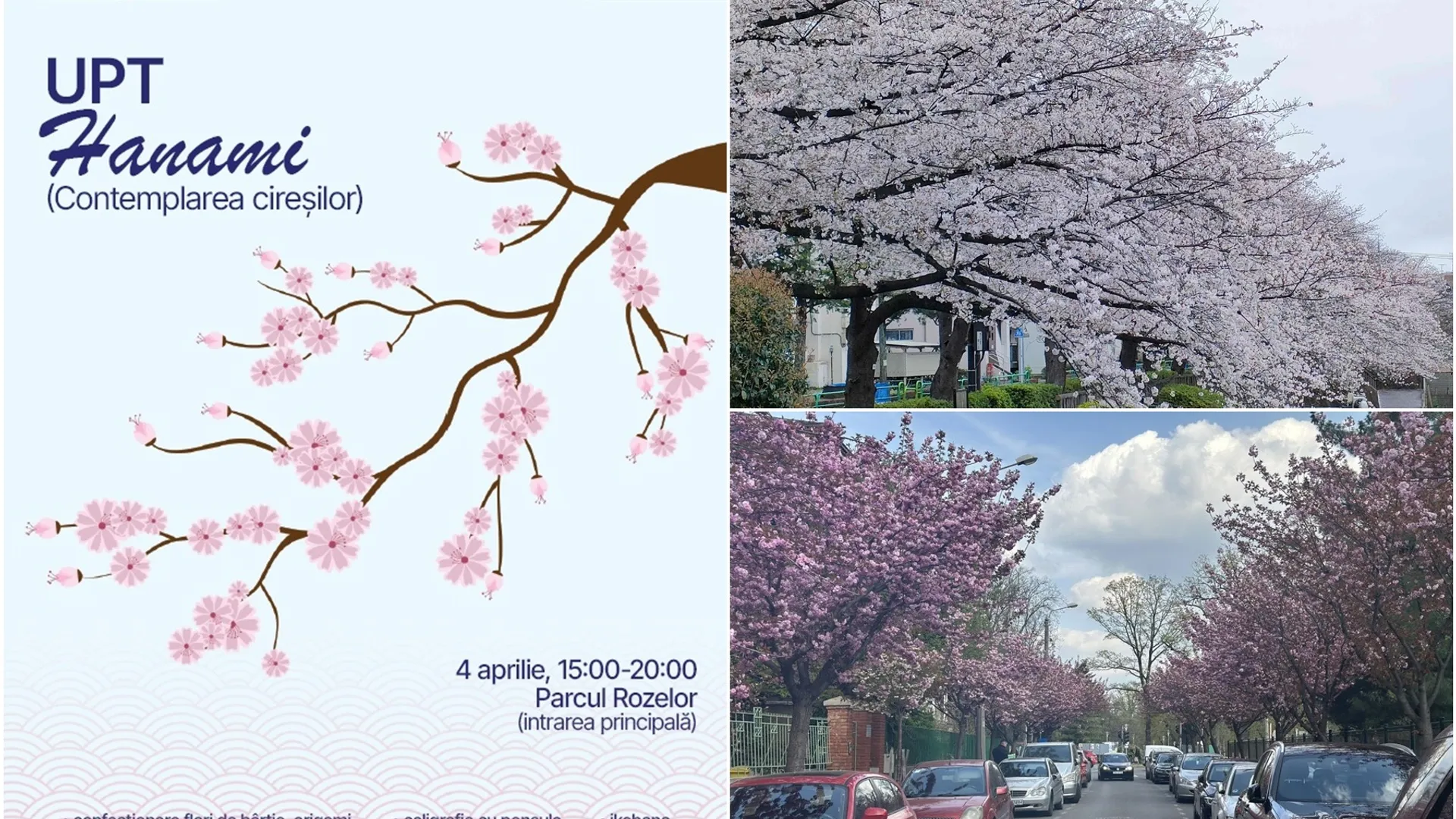 Hanami la Timișoara: Centrul Jutsu de la UPT aduce spiritul Japoniei în inima orașului florilor
